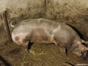 vand porc de taiat - imagine 2
