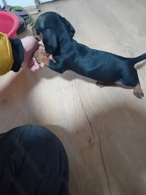 Vand o cățelușe tekel