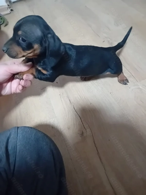 Vand o cățelușe tekel - imagine 4