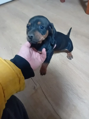 Vand o cățelușe tekel - imagine 5