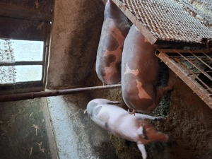 Vand porci crescuti cu coada - imagine 5