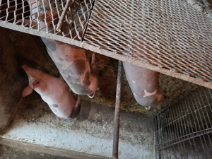 Vand porci crescuti cu coada - imagine 2