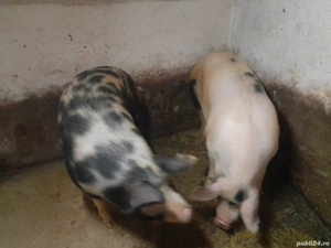 vand porci - imagine 2