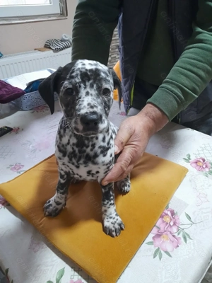Cățeluși de dalmatian
