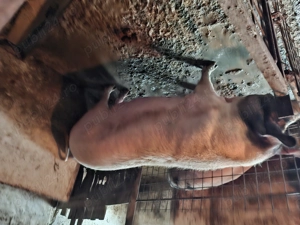 Vand porci  mari crescuti  natural cu coada - imagine 3