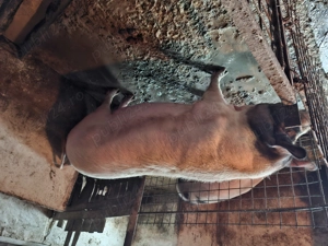 Vand porci  mari crescuti  natural cu coada - imagine 5