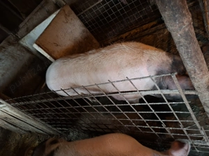 Vand porci  mari crescuti  natural cu coada - imagine 2