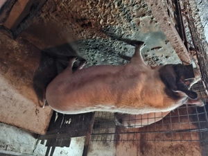 Vand porci  mari crescuti  natural cu coada - imagine 4