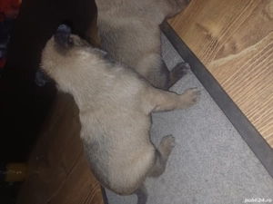 caței ciobănesc belgian malinois 