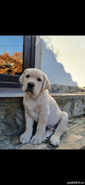 Catel Labrador  - imagine 3