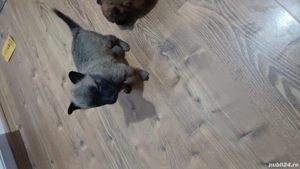 caței ciobănesc belgian malinois  - imagine 2