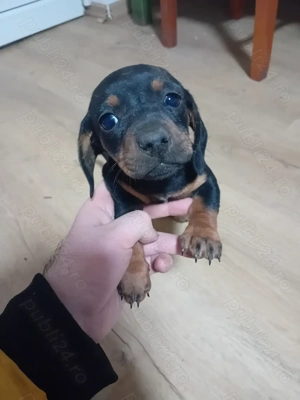  1  fetita tekel de de 1 luna jumate cautam familie