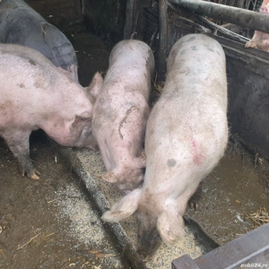 porci de vanzare  - imagine 2