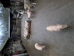 Vând purcei  - imagine 3