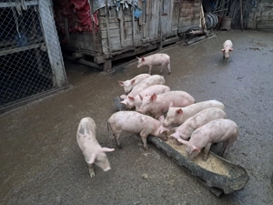 Vând purcei  - imagine 2