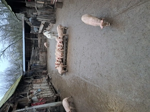 Vând purcei  - imagine 4