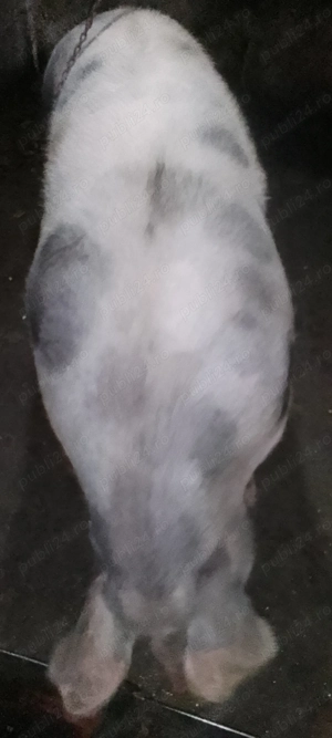 Porc de vânzare 16 lei kg in viu - imagine 4