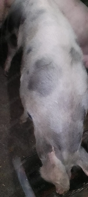 Porc de vânzare 16 lei kg in viu - imagine 2