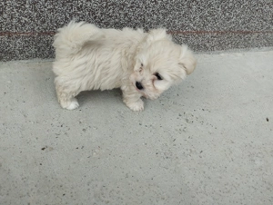 Bichon maltez puiuți  - imagine 3