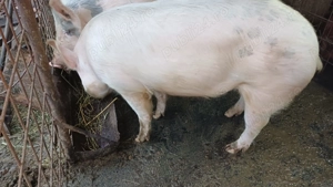 Porc crescut în gospodărie  - imagine 3