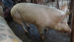 Porc crescut în gospodărie  - imagine 4