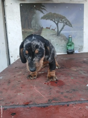 baetel teckel arlechin 