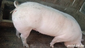 Vand Porc de Carne - imagine 2