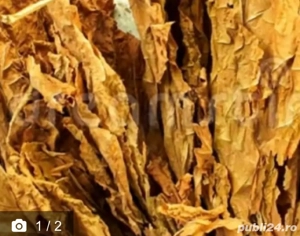 Tutun frunze virginia si burley