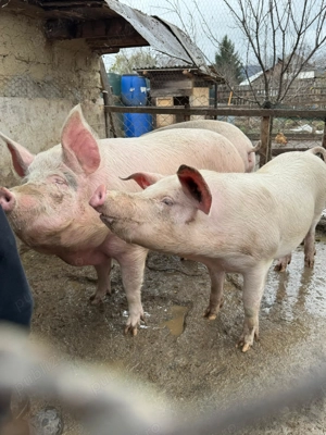 Porci crescuți în gospodărie!