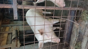 Porc crescut în gospodărie  - imagine 2