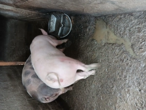 Vând porci in jur de 100 kg rasa de carne ,crescuti bio. - imagine 2