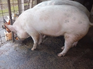 Porc crescut în gospodărie 