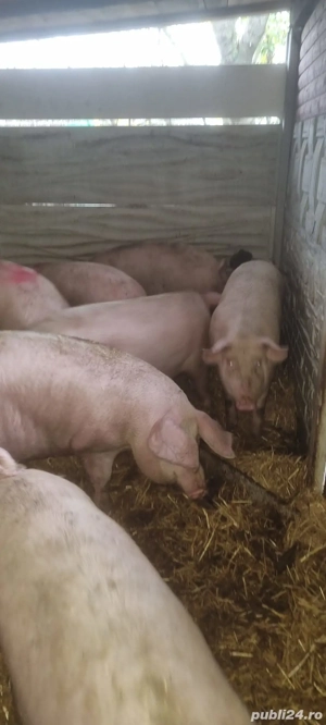 Vând porci 100-150kg 17 lei sintesti ilfov negociabil - imagine 3