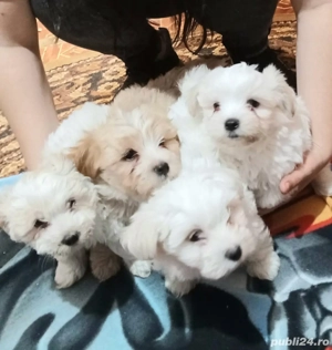 bisonii 2 fete si 2 baieti