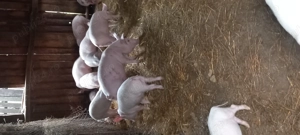 Purcei și grasuni de vânzare 