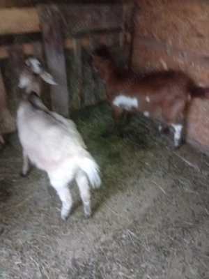 Vând 2 iedițe corcitura cu Zannel cu anglo nubian sunt tinere  - imagine 3