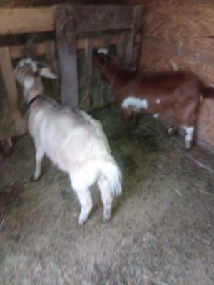 Vând 2 iedițe corcitura cu Zannel cu anglo nubian sunt tinere  - imagine 4