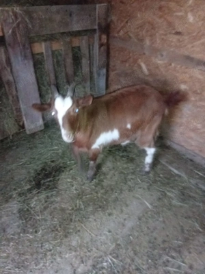 Vând 2 iedițe corcitura cu Zannel cu anglo nubian sunt tinere  - imagine 2