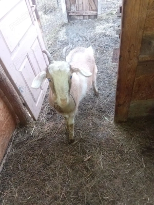 Vând 2 iedițe corcitura cu Zannel cu anglo nubian sunt tinere 