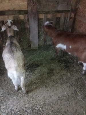 Vând 2 iedițe corcitura cu Zannel cu anglo nubian sunt tinere  - imagine 6