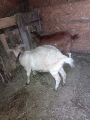 Vând 2 iedițe corcitura cu Zannel cu anglo nubian sunt tinere  - imagine 5