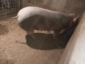 Disponibili  - imagine 3