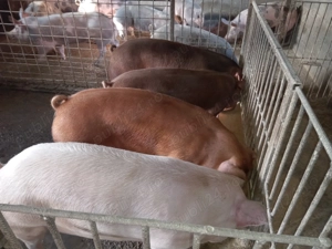 Disponibili  - imagine 2