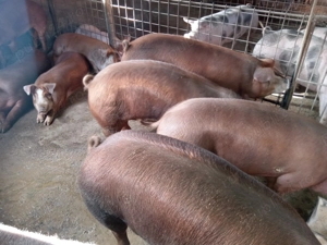 De vînzare  - imagine 4