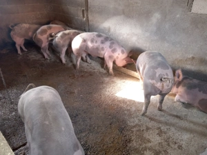 Disponibili  - imagine 4