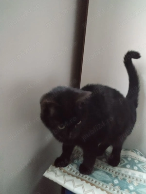 pentru iubitorii de pisici negre - imagine 3