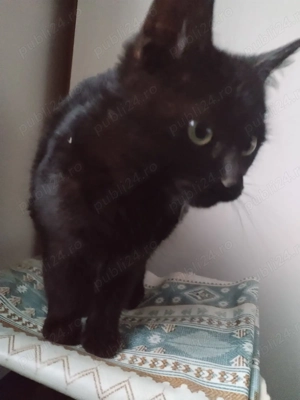 pentru iubitorii de pisici negre - imagine 2