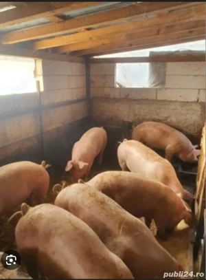 vind porci pt Crăciun  - imagine 4