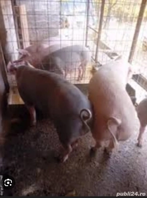 vind porci pt Crăciun 