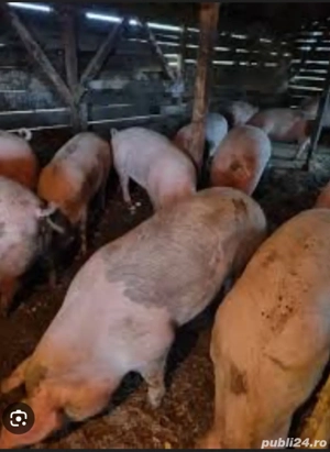 vind porci pt Crăciun  - imagine 2